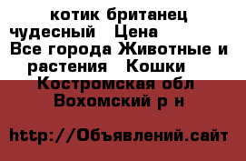 котик британец чудесный › Цена ­ 12 000 - Все города Животные и растения » Кошки   . Костромская обл.,Вохомский р-н